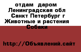отдам  даром  - Ленинградская обл., Санкт-Петербург г. Животные и растения » Собаки   